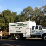 Tree Care Crew at Work