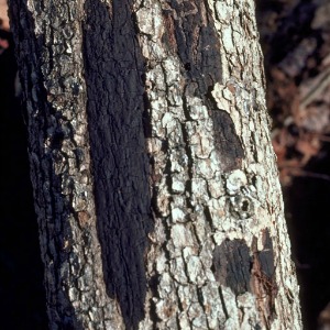 Hypoxylon Canker on Pecan Tree