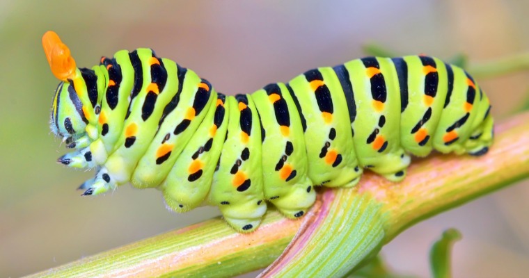 Dealing With a Caterpillar Infestation In Your Garden
