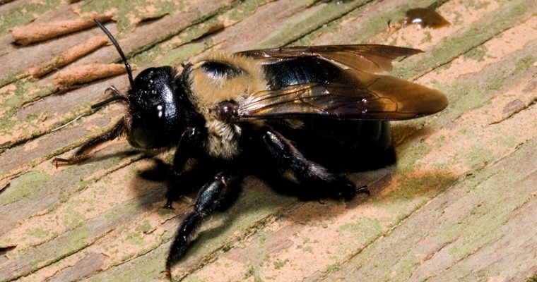 How To Ward Off Carpenter Bees