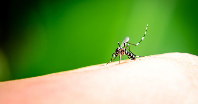 Tips for Controlling Mosquitoes in Your Yard
