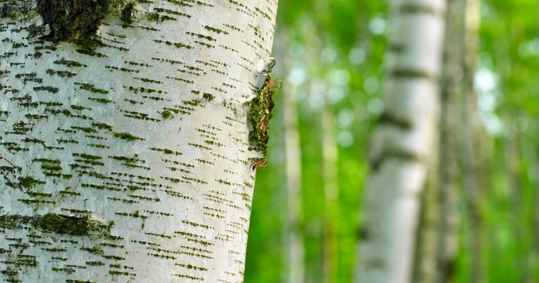 How to Care for a Birch Tree
