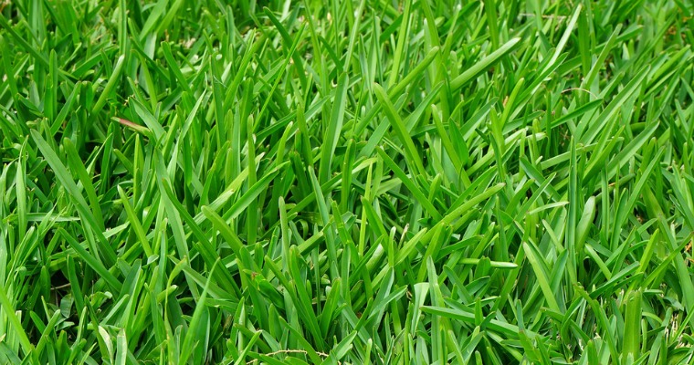 5 Tips for a Greener Lawn