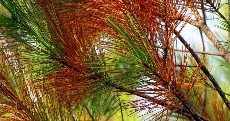 Common Pine Tree Diseases and How to Spot Them