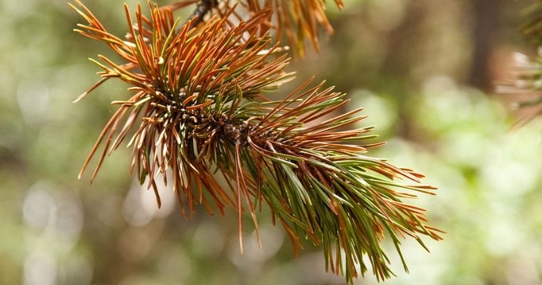 Why Pine Trees Turn Brown and Die