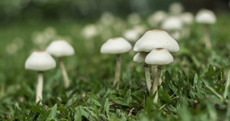 How to Prevent Fungus on Your Lawn