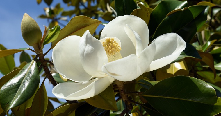 Magnolia Tree Care 101