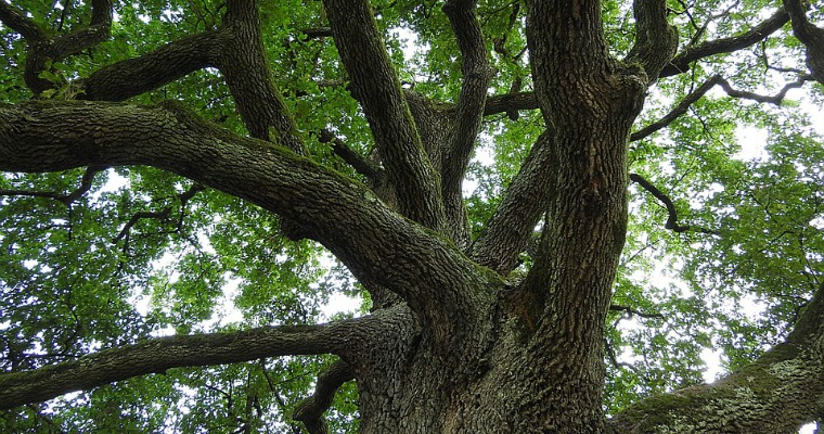 Tips for Keeping Oak Trees Healthy