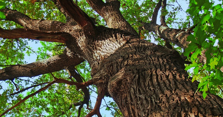 Are Twig Girdlers to Blame for Your Fallen Oak Limbs?