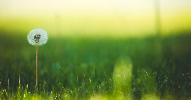 Dealing with Dandelions in Your Yard