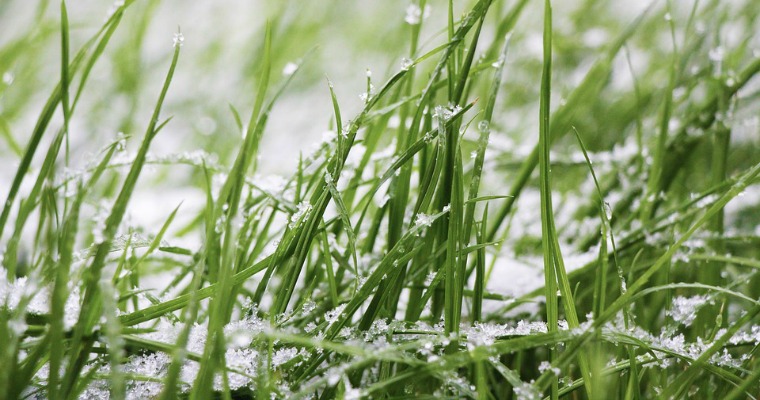 5 Tips for Healthy Fescue Grass