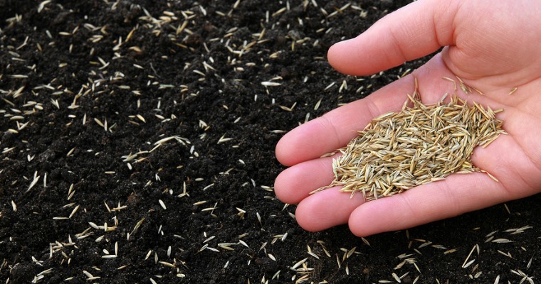 How to Prevent Grass Seed From Washing Away