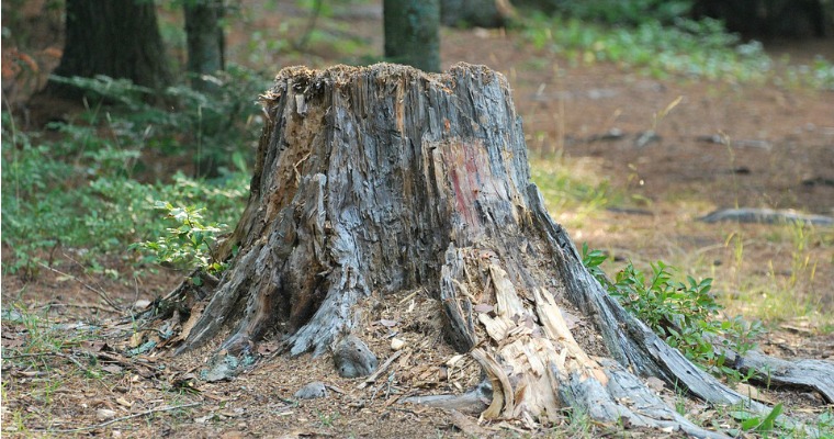 Can Tree Stumps Attract Termites?