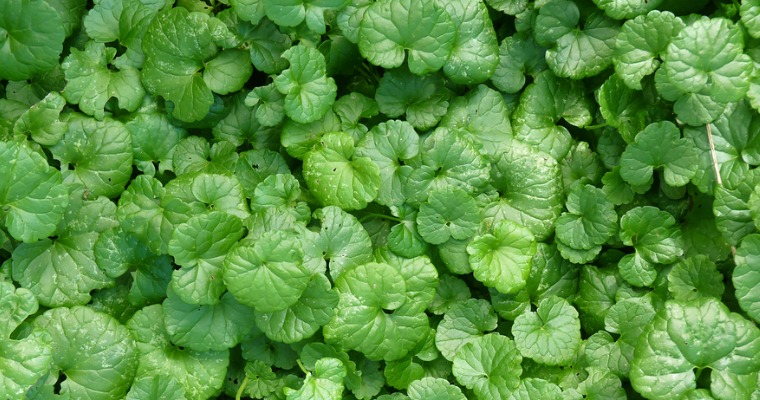 Dealing With Ground Ivy Weeds in Your Landscape