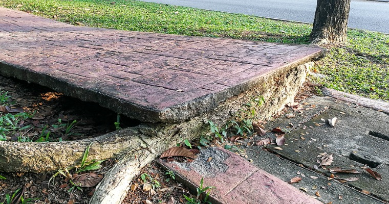How to Protect Your Sidewalk from Tree Roots