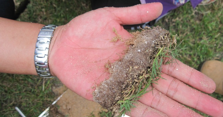 How to Prevent Thatch in Your Lawn