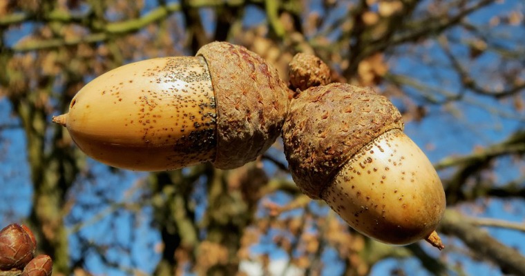 How to Manage Oak Tree Acorns in Your Landscape