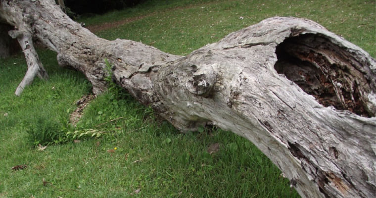 What to Do With a Fallen Tree in Your Yard