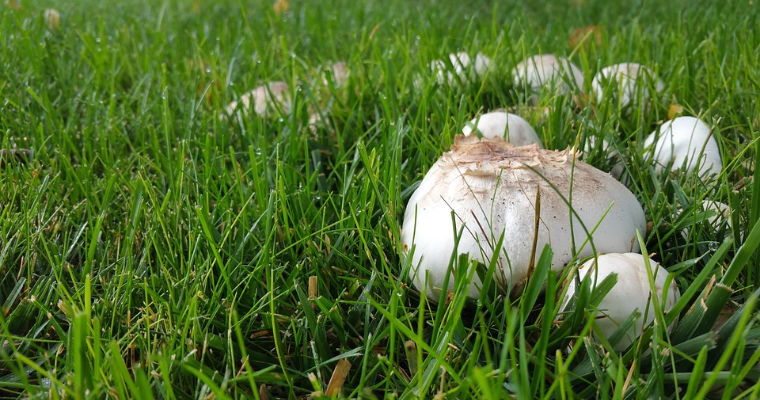 How to Manage Mushrooms Growing in Your Lawn