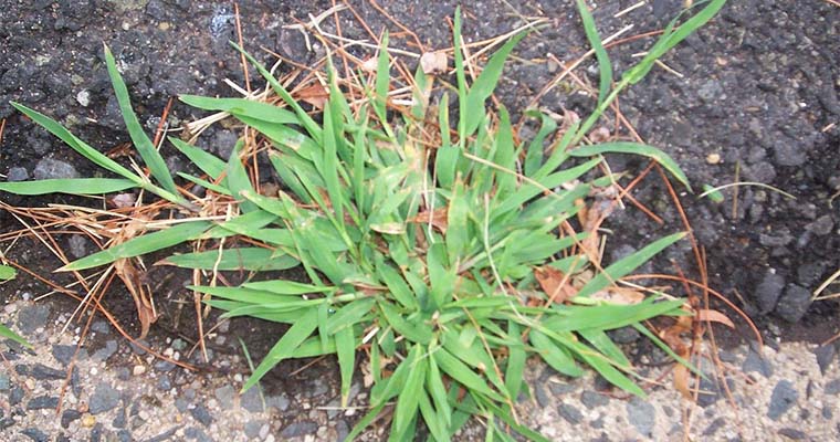 Is Crabgrass Taking Over Your Lawn?