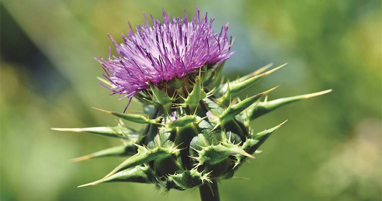 5 Easy Ways to Control Thistle in Your Landscape