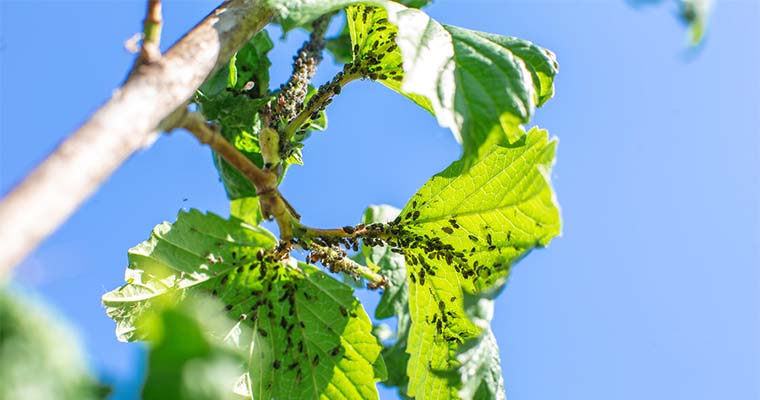 How to Spot an Aphid Infestation in Large Trees